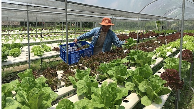 Việc phát triển các mô hình nông nghiệp đô thị tại các HTX, tổ hợp tác đã giúp Bình Chánh nâng cao đời sống của người nông dân.