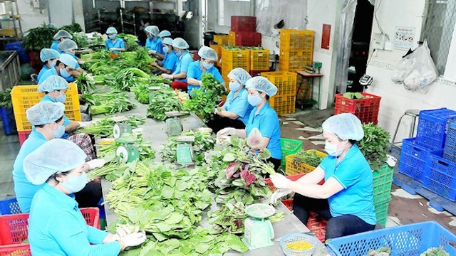 HTX Phước An đang có 27 chủng loại rau ăn lá, ăn trái…đạt tiêu chuẩn VietGap.