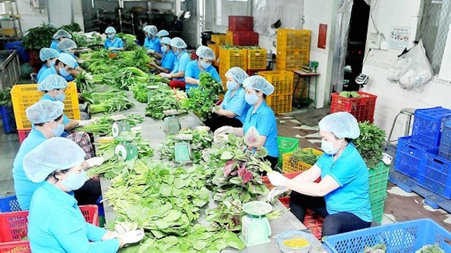HTX Phước An đang có 27 chủng loại rau ăn lá, ăn trái…đạt tiêu chuẩn VietGap.