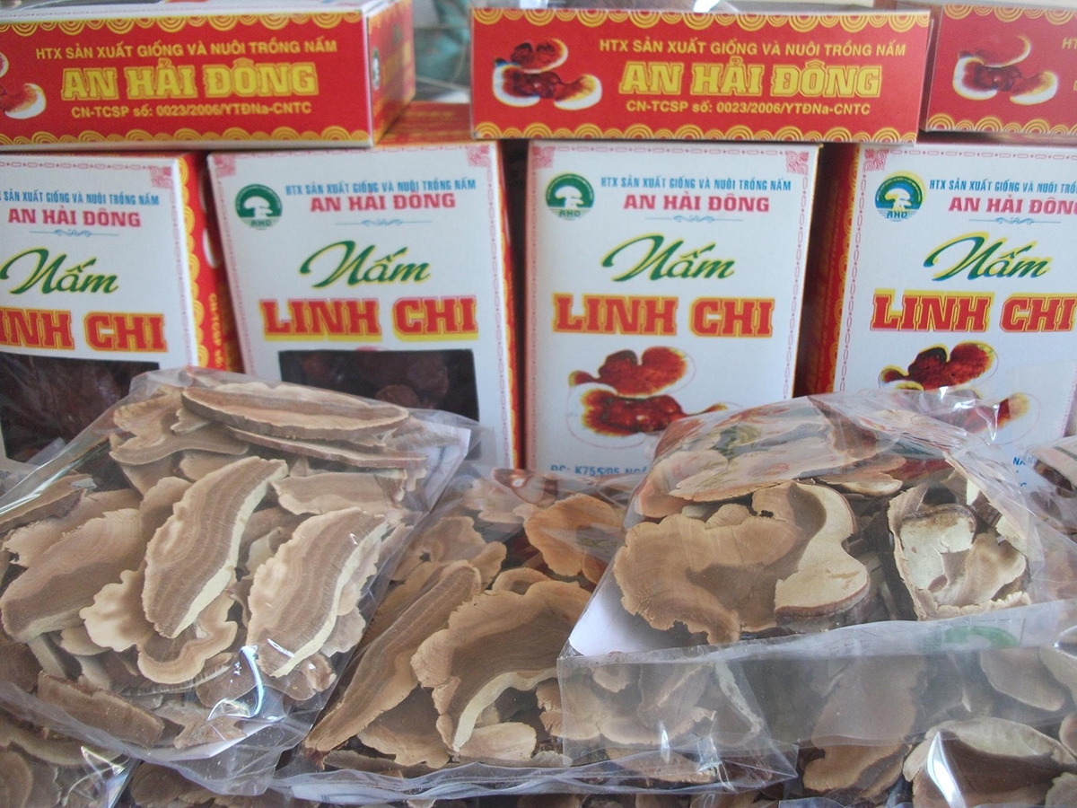 Sản phẩm nấm linh chi của HTX An Hải Đông giảm 70% sản lượng và thị trường tiêu thụ vì ảnh hưởng bởi dịch bệnh Covid-19