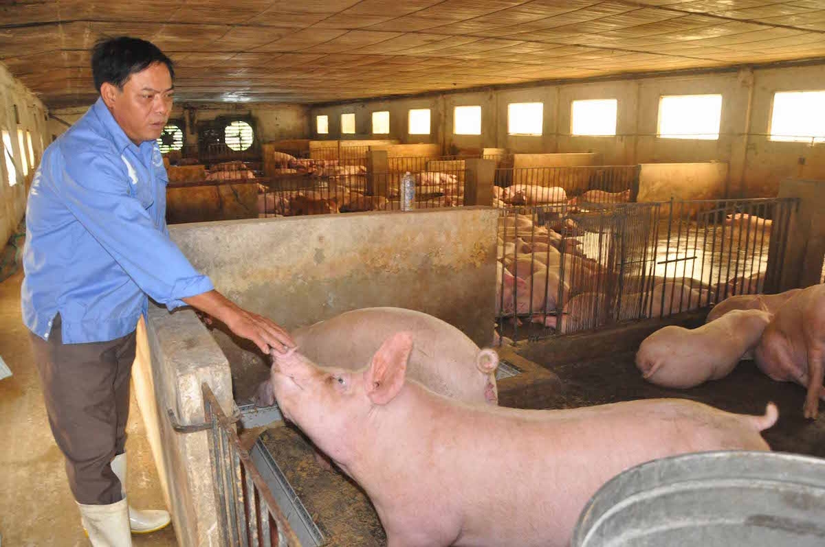 Giá lợn hơi ngày 22/9 tăng trở lại ở miền Nam.