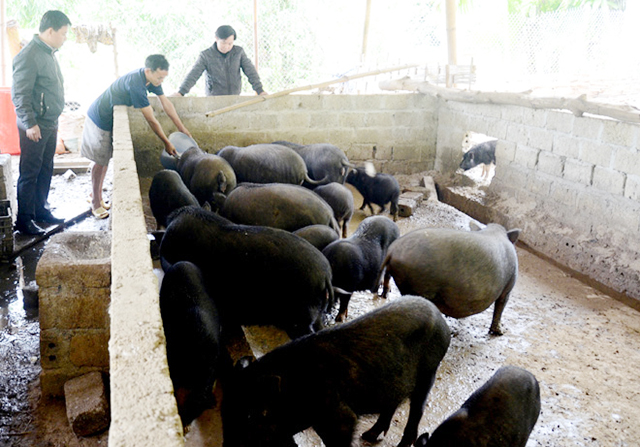 Hiệu quả của các mô hình liên kết sản xuất, chăn nuôi giúp huyện giảm tỷ lệ hộ nghèo (Ảnh TL)