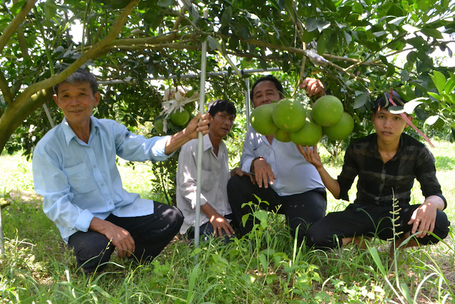 Trồng cây có múi mang lại thu nhập cao cho nông dân xã Minh Hoà (ảnh:TL)