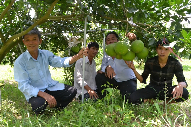 Trồng cây có múi mang lại thu nhập cao cho nông dân xã Minh Hoà (ảnh:TL)