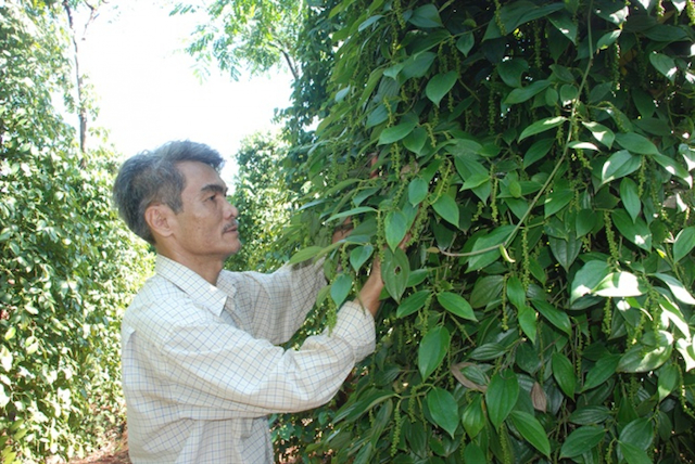 Nhờ tham gia các lớp tập huấn trồng hồ tiêu sạch đã giúp nông dân huyện Đắk Song thoát nghèo.