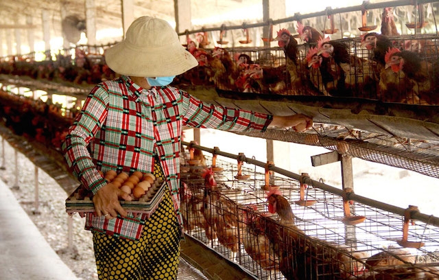 Mô hình chăn nuôi gà trong trại lạnh phát triển mạnh ở xã Minh Hoà (ảnh:TL)