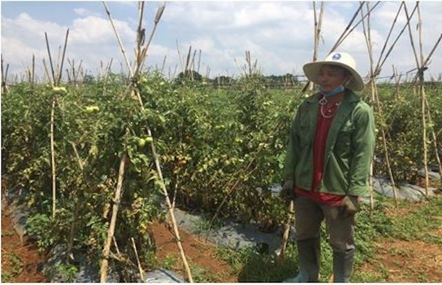 Mô hình trồng trồng cà chua ghép Rita của nông dân Đinh Văn Sơn.