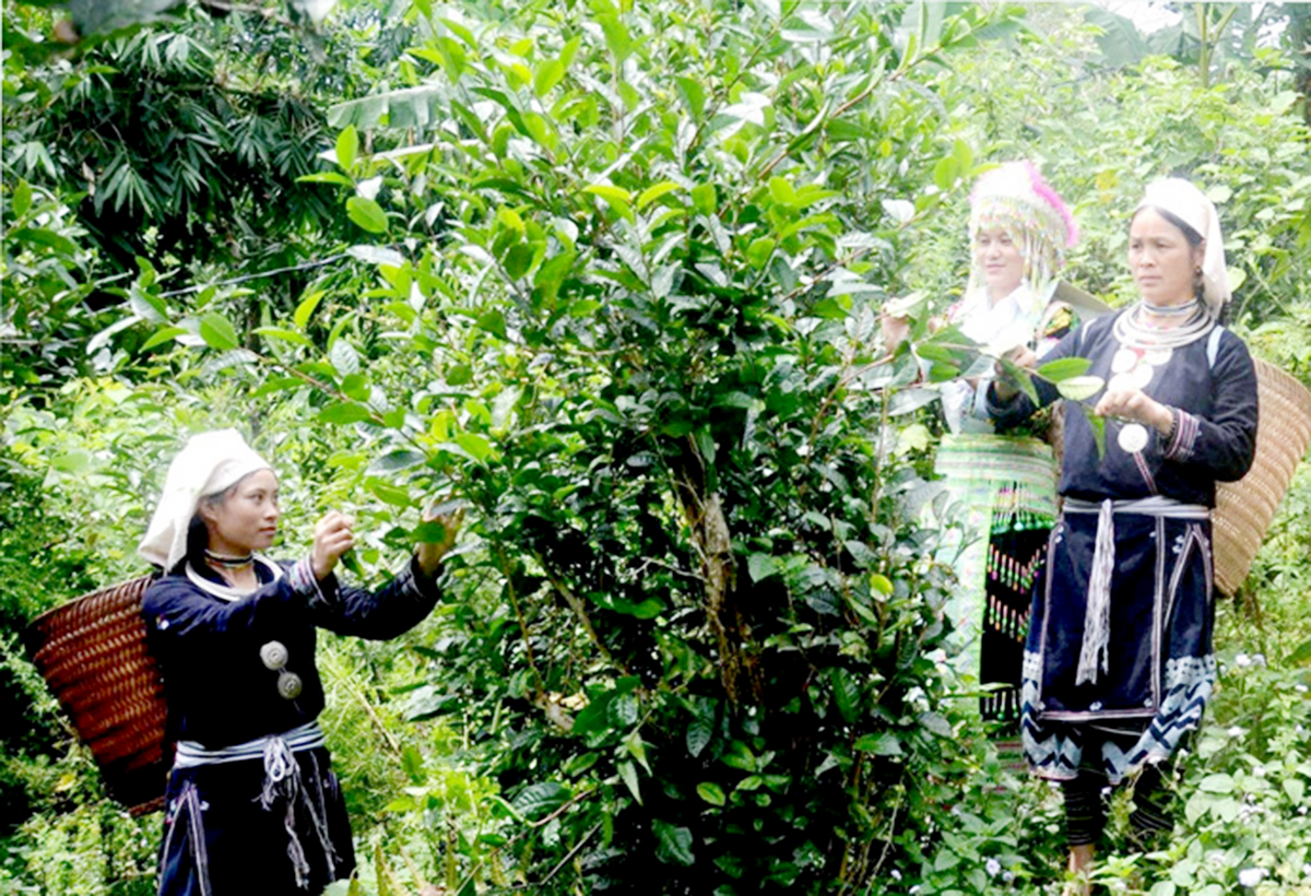 OCOP góp phần nâng cao thương hiệu, giá trị nông sản tại Na Hang.