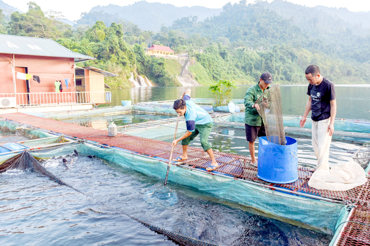 Cá nước lạnh là một trong những sản phẩm thế mạnh ở Na Hang.