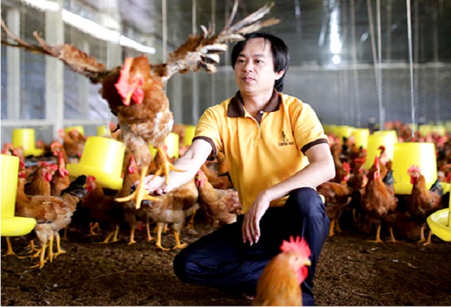 Mô hình liên kết nuôi gà theo hướng an toàn sinh học đang là một xu hướng của ngành chăn nuôi ở nhiều tỉnh, thành trong cả nước.