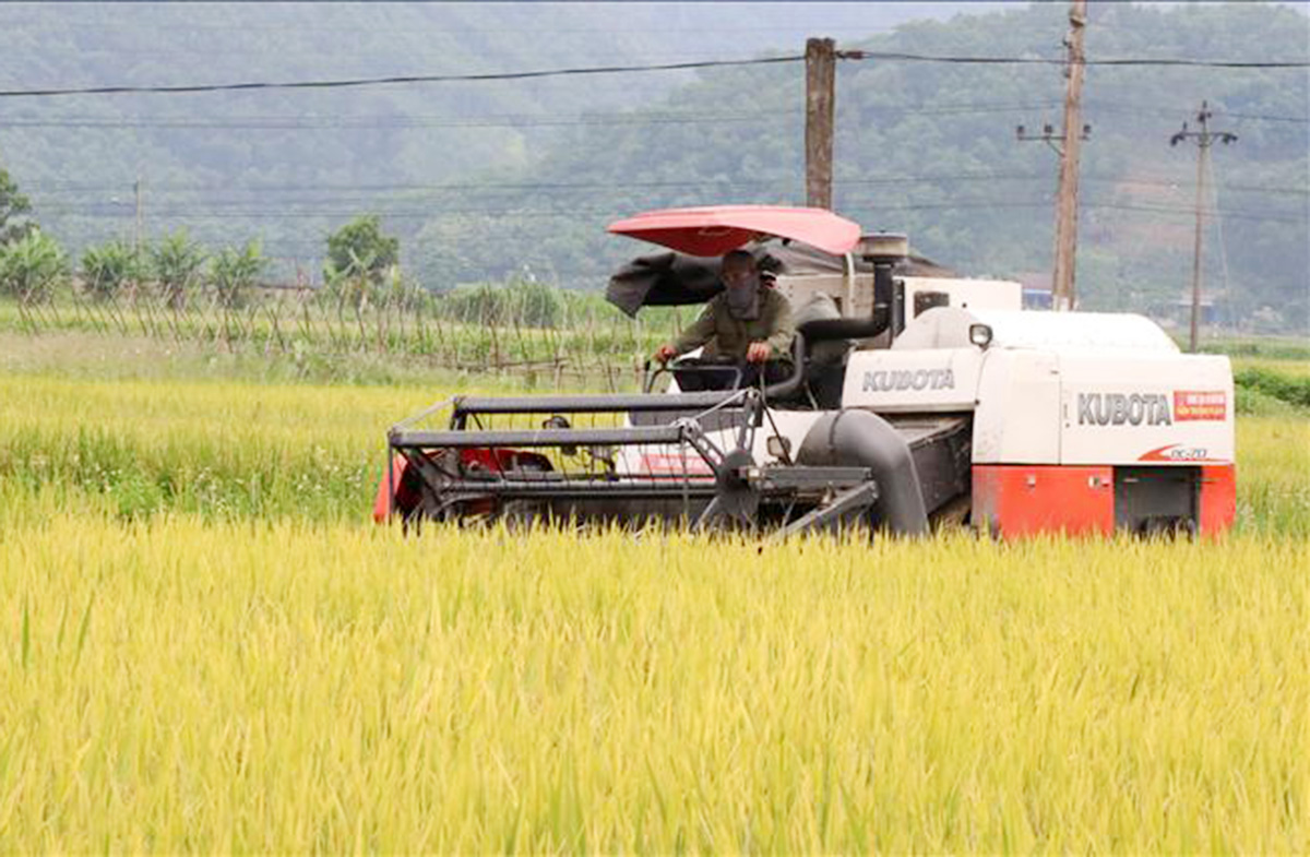 Hiệu quả nông nghiệp hiện đại đã kéo giảm tỷ lệ hộ nghèo của huyện (Ảnh TL)