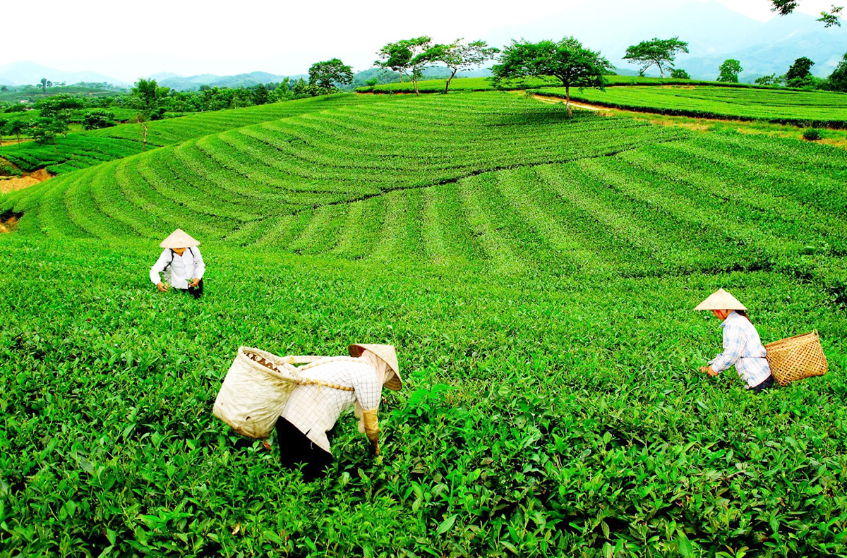 Hiệu quả sản xuất nông nghiệp ở Đại Từ ngày càng tăng nhờ phương thức canh tác hiện đại (Ảnh TL)