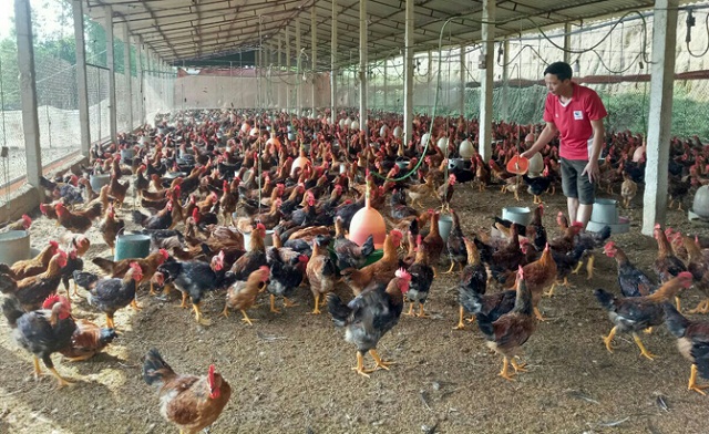 Gà được nuôi theo quy trình an toàn sinh học giúp bảo đảm chất lượng, giá bán cao hơn gà nuôi thông thường.