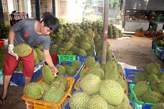 Người dân trồng sầu riêng ở xã Xuân Định có thu nhập tốt nhờ liên kết chuỗi của HTX Xuân Định.