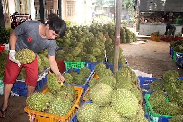 Người dân trồng sầu riêng ở xã Xuân Định có thu nhập tốt nhờ liên kết chuỗi của HTX Xuân Định.