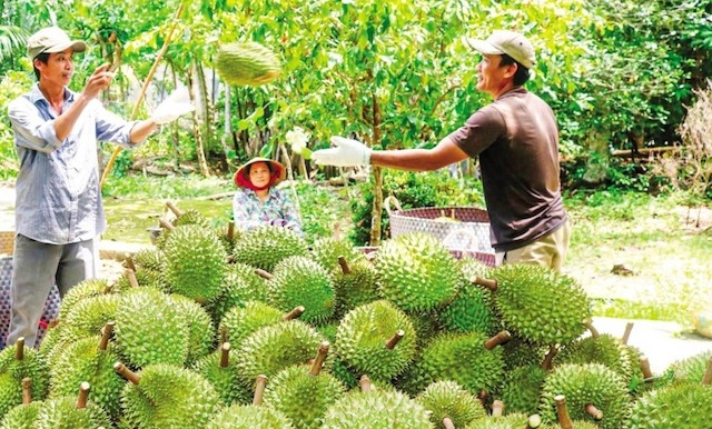 Mô hình sầu riêng “nghịch mùa trái vụ” thích ứng hạn mặn cần được nhân rộng ở ĐBSCL.