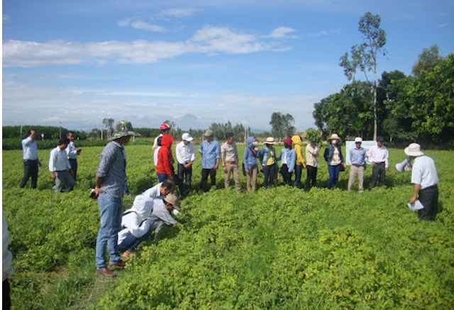 Trồng lạc theo mô hình cánh đồng lớn giúp nâng cao hiệu quả kinh tế, góp phần giữu vững và nâng cao tiêu chí hình thức tổ chức sản xuất trong xây dựng nông thôn mới.