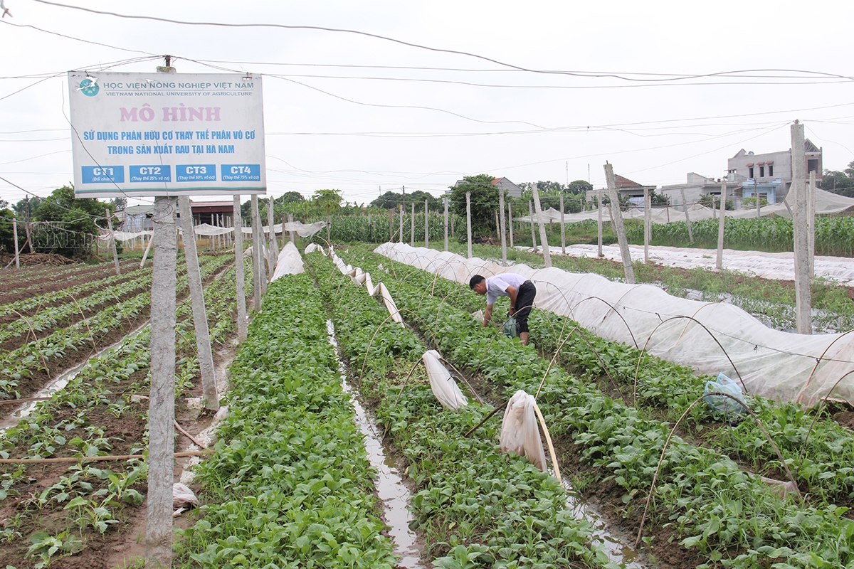 Do ảnh hưởng của dịch Covid-19, nông sản rớt giá và khó tìm thị trường tiêu thụ, các thành viên HTX dịch vụ Đức Huy không mặn mà chăm sóc vườn rau.
