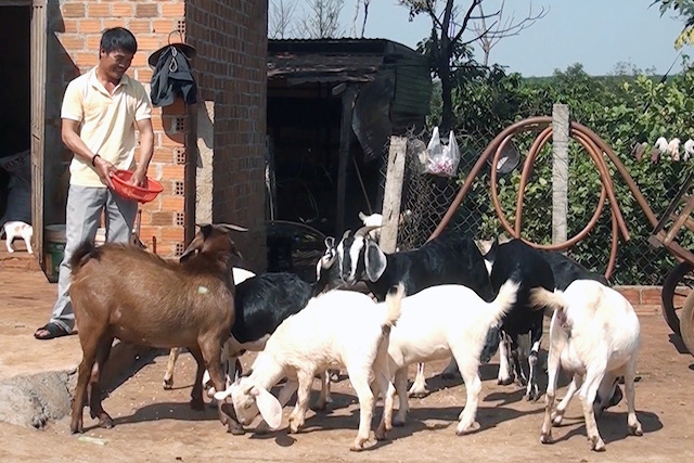 Nghề chăn nuôi dê ở xã Ia Ko đang ngày càng có hiệu quả cao.