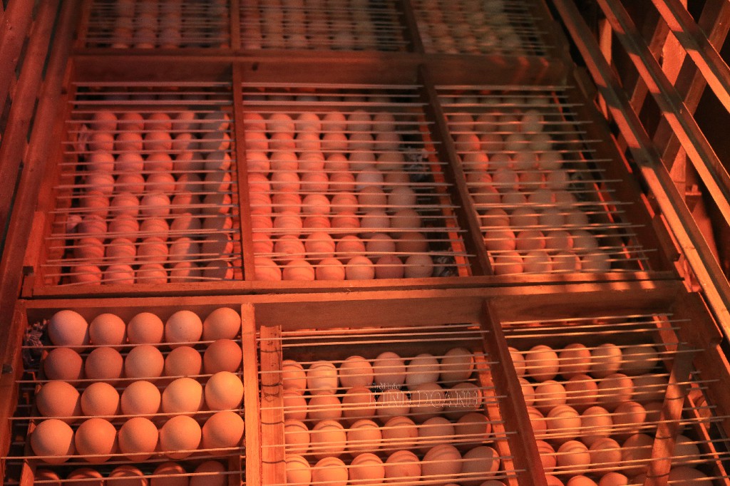 HTX chủ động đầu tư lò ấp, sản xuất con giống