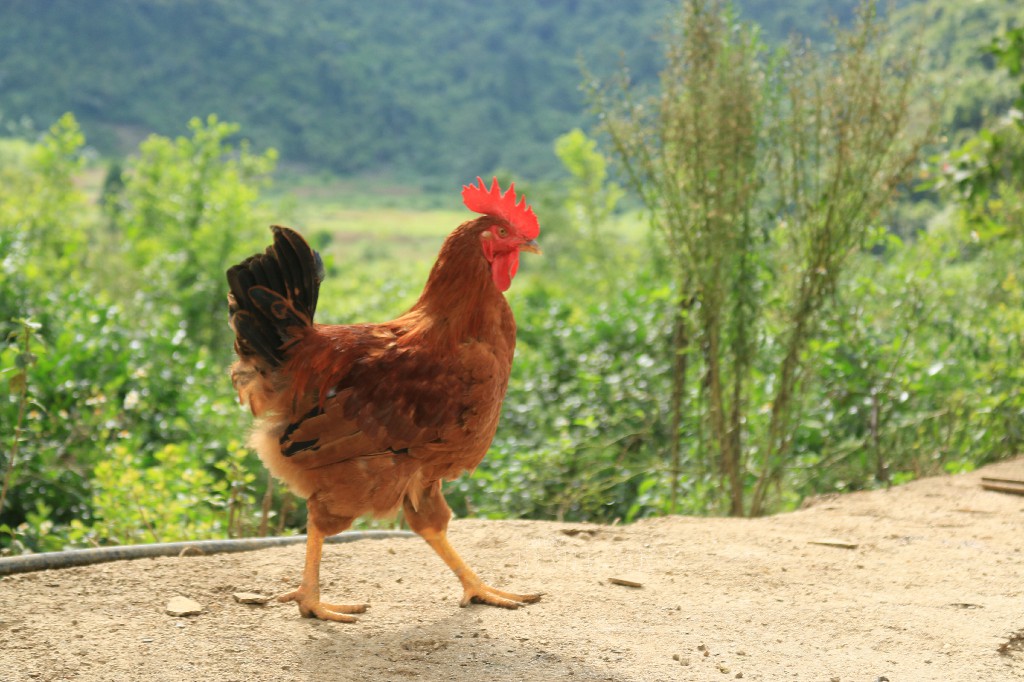 Gà đồi thịt chắc, lông mượt, mào đỏ, mắt sáng quắc