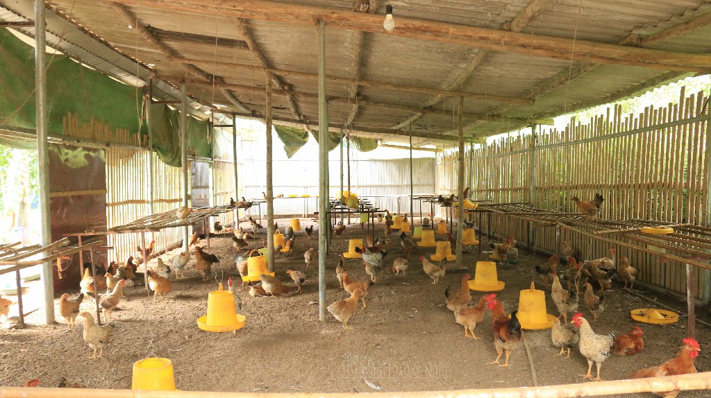 Khu chuồng nuôi gà thương phẩm của HTX