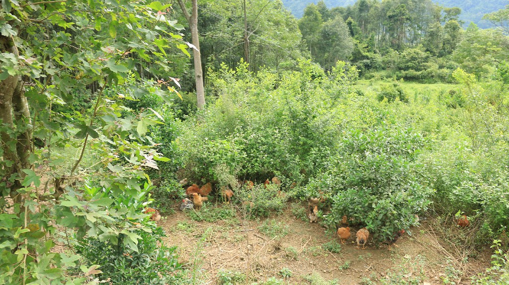 Gà đồi được nuôi theo hình thức bán chăn thả