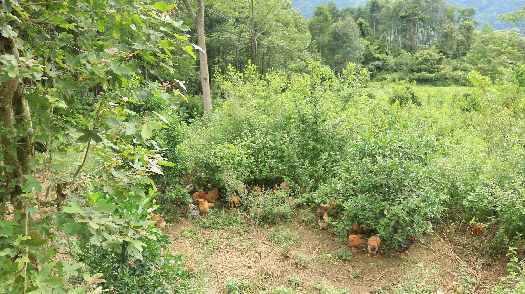 Gà đồi được nuôi theo hình thức bán chăn thả