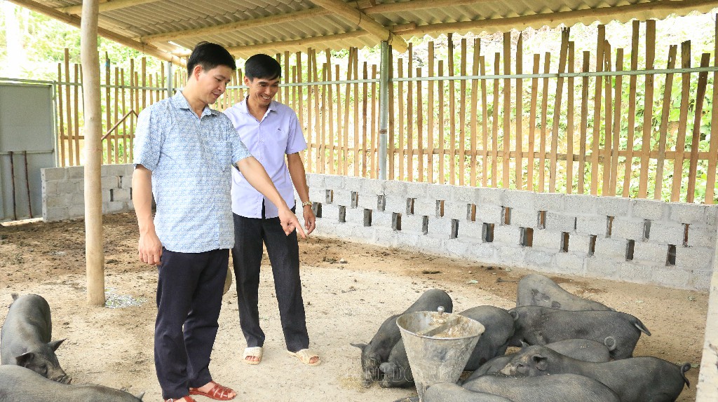HTX đang nuôi thí điểm đàn lợn đen bản địa