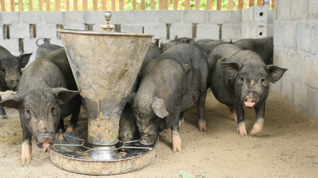 Lợn đen bản địa cho giá trị kinh tế cao