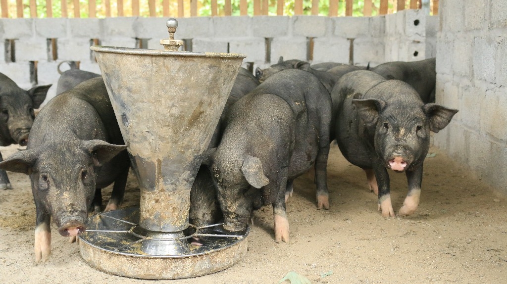 Lợn đen bản địa cho giá trị kinh tế cao