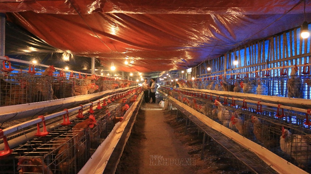 Khu nuôi gà giống của HTX được trang bị hệ thống cảm biến nhiệt, quạt gió