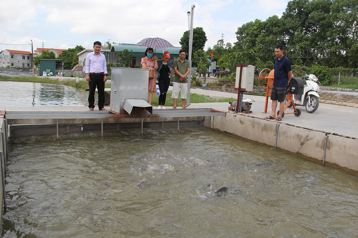 Mô hình nuôi cá sạch của HTX Sông Trong Ao