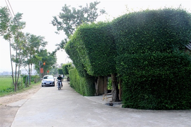 Quá trình xây dựng nông thôn mới nâng cao có sự đóng góp không nhỏ của các HTX, tổ hợp tác.