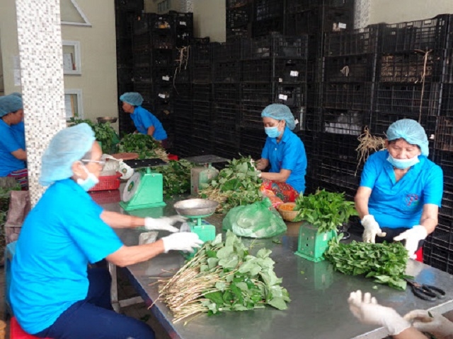 Các HTX cũng được giảm 30% thuế thu nhập doanh nghiệp phải nộp năm 2020.