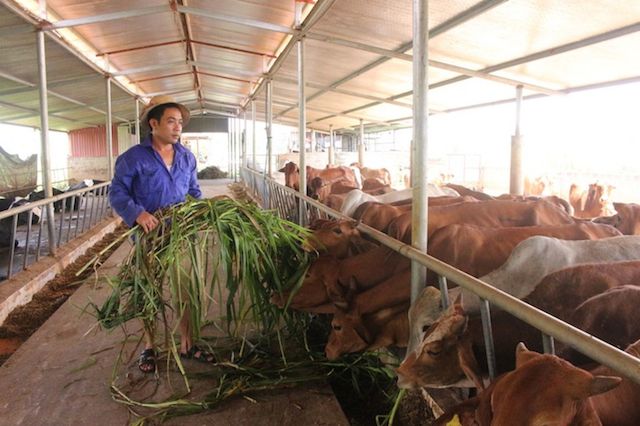 Hàm Thuận Bắc đang phát triển chăn nuôi bò chất lượng cao theo quy mô nông hộ.