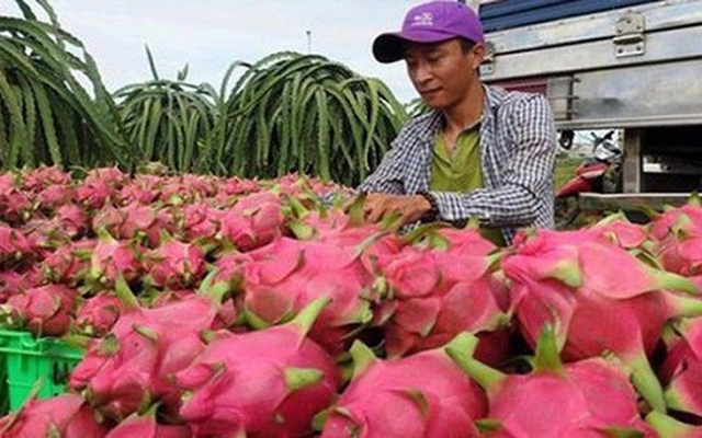 Người dân thu hoạch thanh long ruột đỏ để chuẩn bị xuất khẩu.