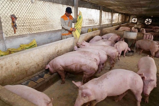 Giá lợn hơi ngày 30/9 giảm từ 1.000 - 3.000 đồng/kg trên cả 3 miền.