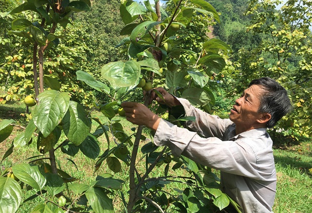 Áp dụng kỹ thuật tiên tiến giúp nâng cao chất lượng và giá trị quả hồng vành khuyên.