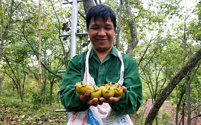 Trồng hồng vành khuyên giúp người dân nâng cao thu nhập, góp phần vào công tác giảm nghèo.