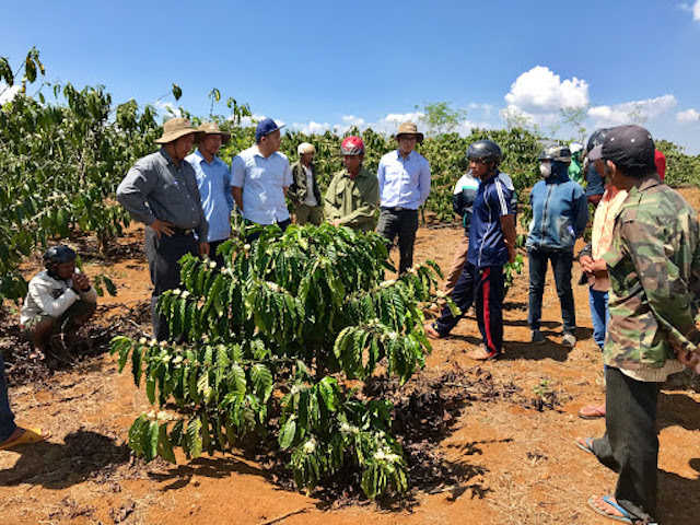 Học nghề trồng và chăm sóc cây cà phê ở xã Đắk Ang.