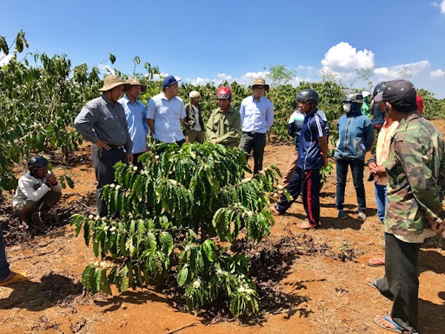 Học nghề trồng và chăm sóc cây cà phê ở xã Đắk Ang.