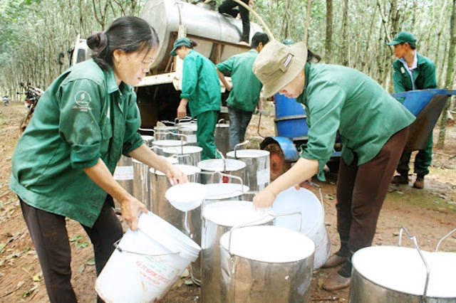 Nghề khai thác mủ cao su giúp lao động nữ ở huyện Ngọc Hồi thoát nghèo.