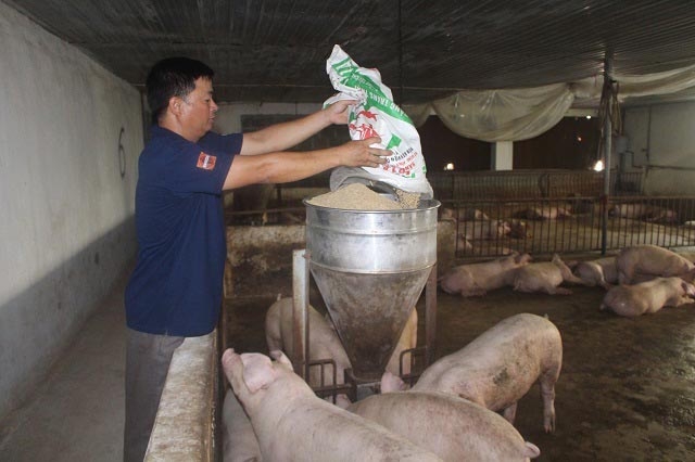 Giá lợn hơi ngày 1/10 tiếp tục giảm mạnh.