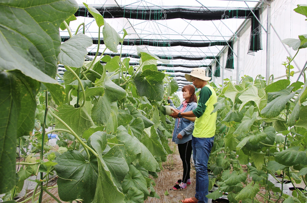 Huyện Tiên Du đang đẩy mạnh phát triển nông nghiệp công nghệ cao, đóng góp lớn vào chương trình xây dựng nông thôn mới.
