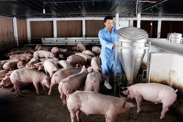 Giá lợn hơi tiếp tục giảm, gần xuống mốc 70.000 đồng/kg.