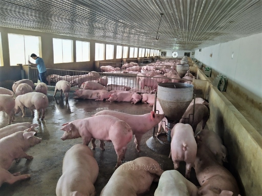 Khu chuồng nuôi lợn thương phẩm của HTX Hợp Lực