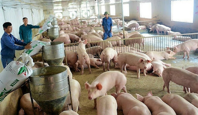 Giá lợn hơi ngày 3/10 tiếp tục hạ nhiệt.