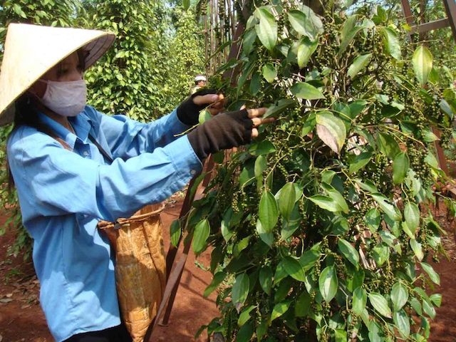 Dù giá hồ tiêu xuống thấp, nhưng nhờ có HTX nên người dân Xuân Thọ vẫn yên tâm gắn bó với cây hồ tiêu.