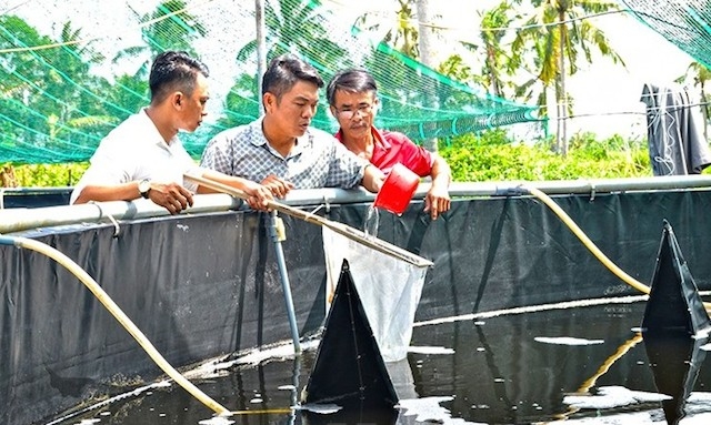 Mô hình vèo tôm giống để xuất bán cho bà con nông dân của anh Nguyễn Văn Ril